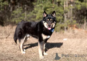 Фото №3. шикарный статный кобель лайки (метис) Джейсон спасен и ищет дом.  Россия