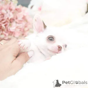 Фото №1.  - купить в Вифлеем Галилейский за договорная. Объявление №163032