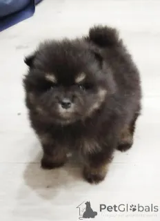 Дополнительные фото: Красивые щенки Pomeranian Spitz