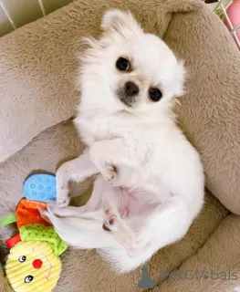 Фото №1. чихуахуа - купить в Борнхейм за договорная. Объявление №160281