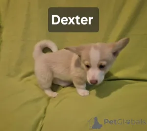 Фото №1. вельш-корги - купить в Baierbrunn за договорная. Объявление №162693