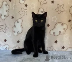 Фото №1.  - купить в Минске за Бесплатно. Объявление №164930