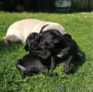 Фото №1. мопс - купить в Варшаве за договорная. Объявление №163075