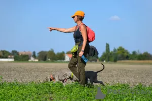 Дополнительные фото: Щенок веймаранера