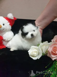 Фото №1. померанский шпиц - купить в Монако за договорная. Объявление №167142