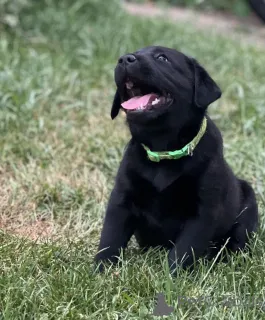 Фото №1. лабрадор-ретривер - купить в Даллас за 29570₽. Объявление №146093