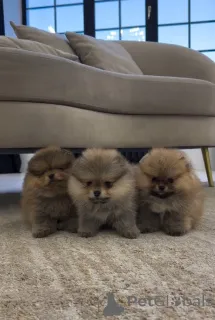 Фото №1. немецкий шпиц - купить в Zurzach за 53805₽. Объявление №143525