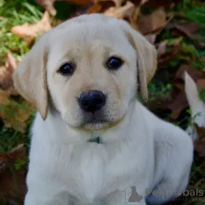 Дополнительные фото: Готово сейчас! 12-недельные черно-желтые щенки лабрадора (кобель и сука)