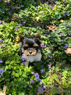 Фото №3. Beaver Yorkshire Terrier щенки для усыновления.  Германия