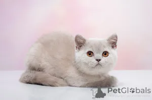 Фото №2 к объявлению №141397 о продаже британская короткошёрстная - купить в России из питомника, заводчик