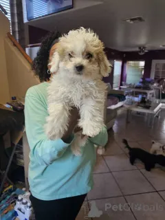 Фото №1. мальтипу - купить в Бремен за 83490₽. Объявление №150137