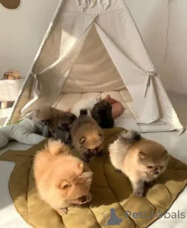 Фото №3. Bezaubernde Pomeranian-Welpen zu verkaufen klein, flauschig und voller.  Германия