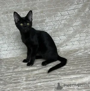Фото №3. Отличные абиссинские котята доступны в любой хороший дом.. Греция