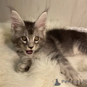 Фото №3. Котята мейн-кун. Германия