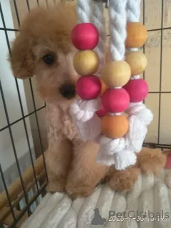 Фото №2 к объявлению №146103 о продаже мальтипу - купить в Грузии частное объявление