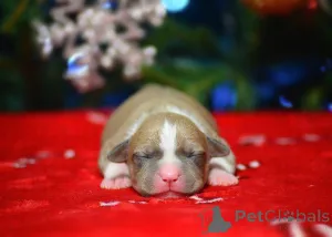 Дополнительные фото: Щенки амстаффа из питомника