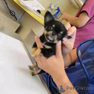 Фото №2 к объявлению №161019 о продаже чихуахуа - купить в Финляндии частное объявление, заводчик