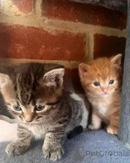 Фото №1.  - купить в Нойенгаген за 32468₽. Объявление №149163