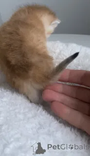 Дополнительные фото:  Британские котята золотая шиншилла девочки 