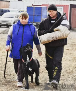 Дополнительные фото: щенок кане корсо девочка