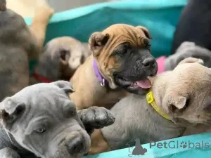 Фото №3. Nuttede Cane Corso очень красив и безопасен для всех.  Дания