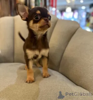 Фото №4. Продажа чихуахуа в Жерус заводчик - цена договорная