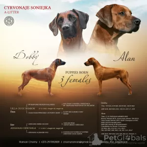 Дополнительные фото: Rhodesian Ridgeback puppies