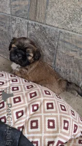 Дополнительные фото: Чистокровные щенки породы Ши-Тцу.