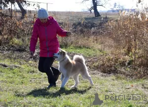 Фото №2 к объявлению №12733 о продаже акита-ину - купить в Украине из питомника, заводчик