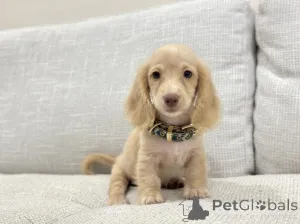 Фото №3. Очаровательные мини-таксы идеальные компаньоны для каждого дома.  Германия