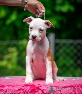 Дополнительные фото: Американские щенки Staffordshire Terrier