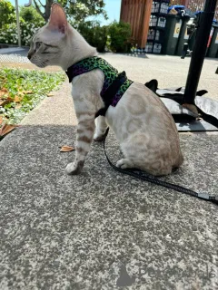 Фото №3. Игривые бенгальские котят с блестящими пальто. Швейцария