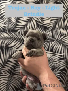 Дополнительные фото: Щенки французского бульдога, зарегистрированные в KC.