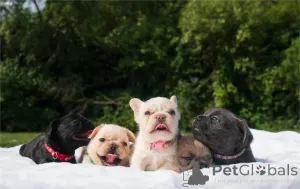 Фото №1. французский бульдог - купить в Ноги за 32468₽. Объявление №154597