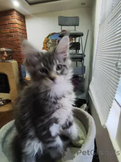 Фото №1. мейн-кун - купить в Аарберген за Бесплатно. Объявление №145306