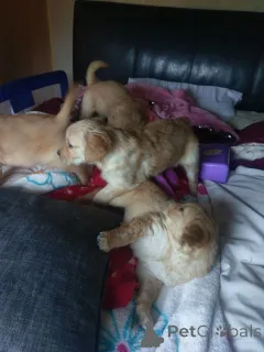 Дополнительные фото: Щенки золотистого ретривера