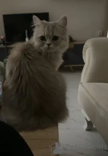 Фото №2 к объявлению №146201 о продаже персидская - купить в Грузии заводчик