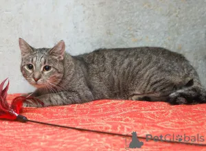 Дополнительные фото: Ищет дом молодой тигровый котик Сема