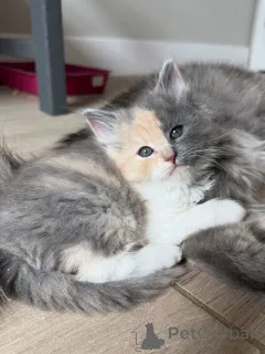 Фото №1. сибирская - купить в Берлине за договорная. Объявление №154914