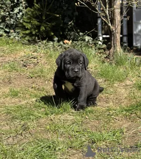 Фото №3. DRINGEND!! Reinrassige Cane Corso Champion-Welpen.  Германия