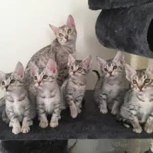 Фото №1. оцикет - купить в Антверпен за 46384₽. Объявление №164261