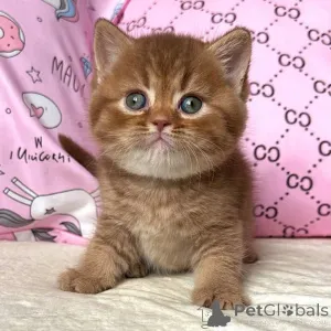 Фото №1. британская короткошёрстная - купить в Август Бург за договорная. Объявление №160391