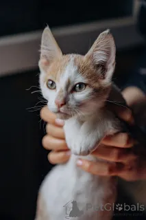 Дополнительные фото: Котята Симба и Пуфик ищут дом!