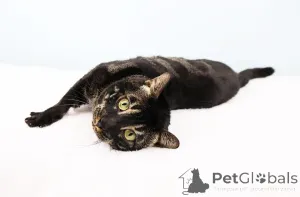 Фото №2 к объявлению №153408 о продаже  - купить в Австрии частное объявление