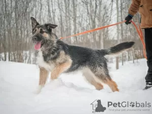 Фото №4. Продажа беспородную в Москва из приюта - цена Бесплатно