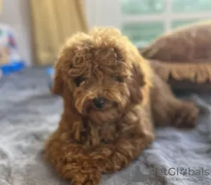 Дополнительные фото: Poodle red Пудель