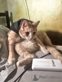 Дополнительные фото: Рыженькое солнышко Санчо, молодой котик ищет дом