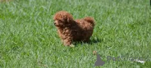 Фото №3. Хиоты Caniche в продаже.  Бельгия