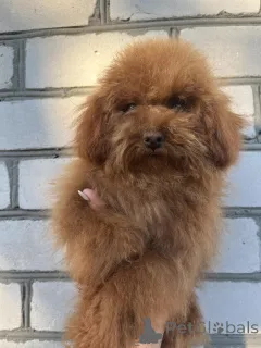 Дополнительные фото: Toy poodle's male