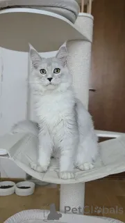 Фото №3. Котята мейнкун. Бельгия